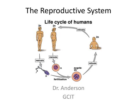 Reproductive System